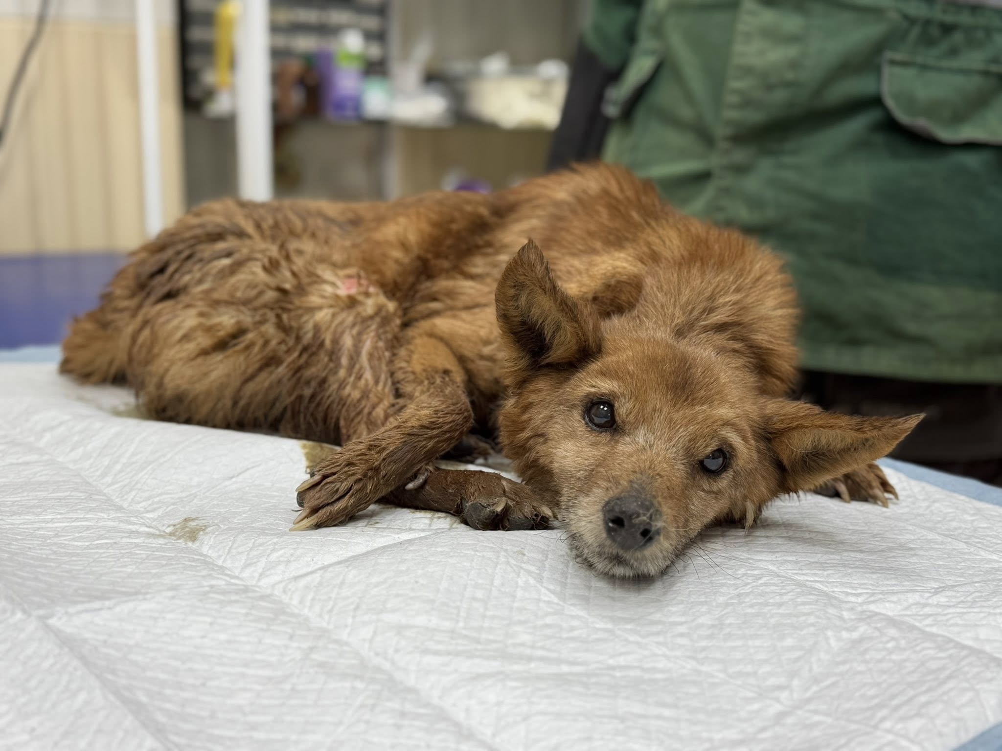 Врятували з вогню: у Харкові борються за життя двох собак &mdash; Біма та Боцмана фото 4 3