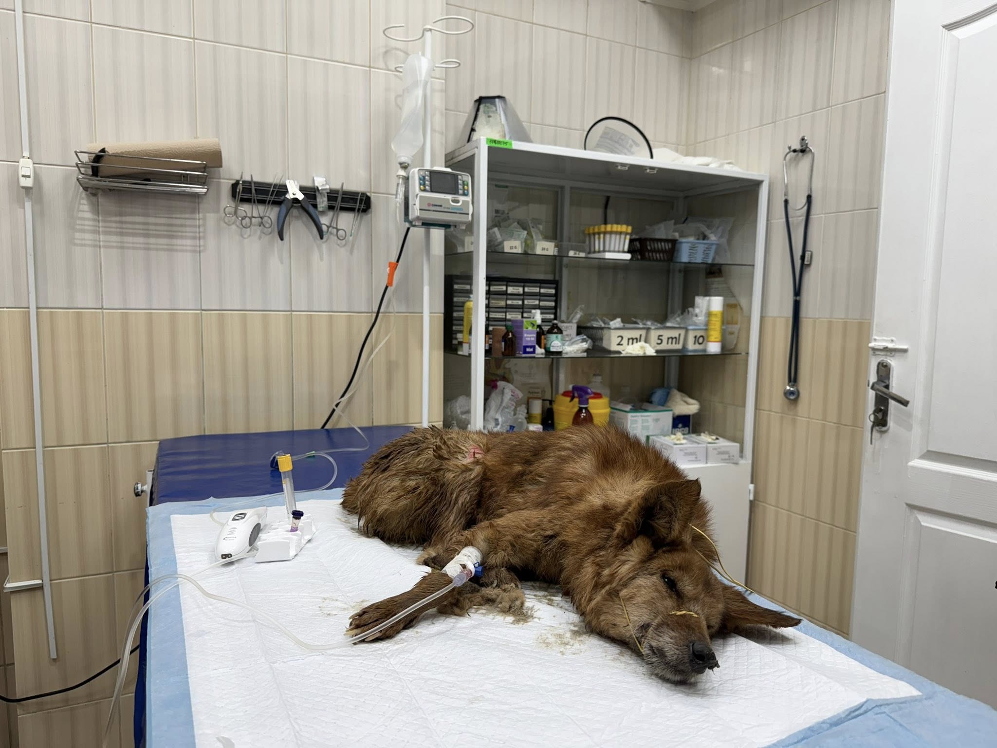 Врятували з вогню: у Харкові борються за життя двох собак &mdash; Біма та Боцмана фото 5 4