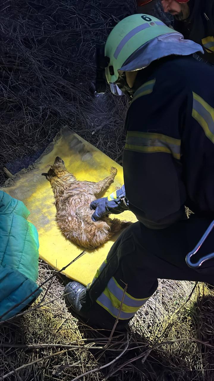 Врятували з вогню: у Харкові борються за життя двох собак &mdash; Біма та Боцмана фото 2 1