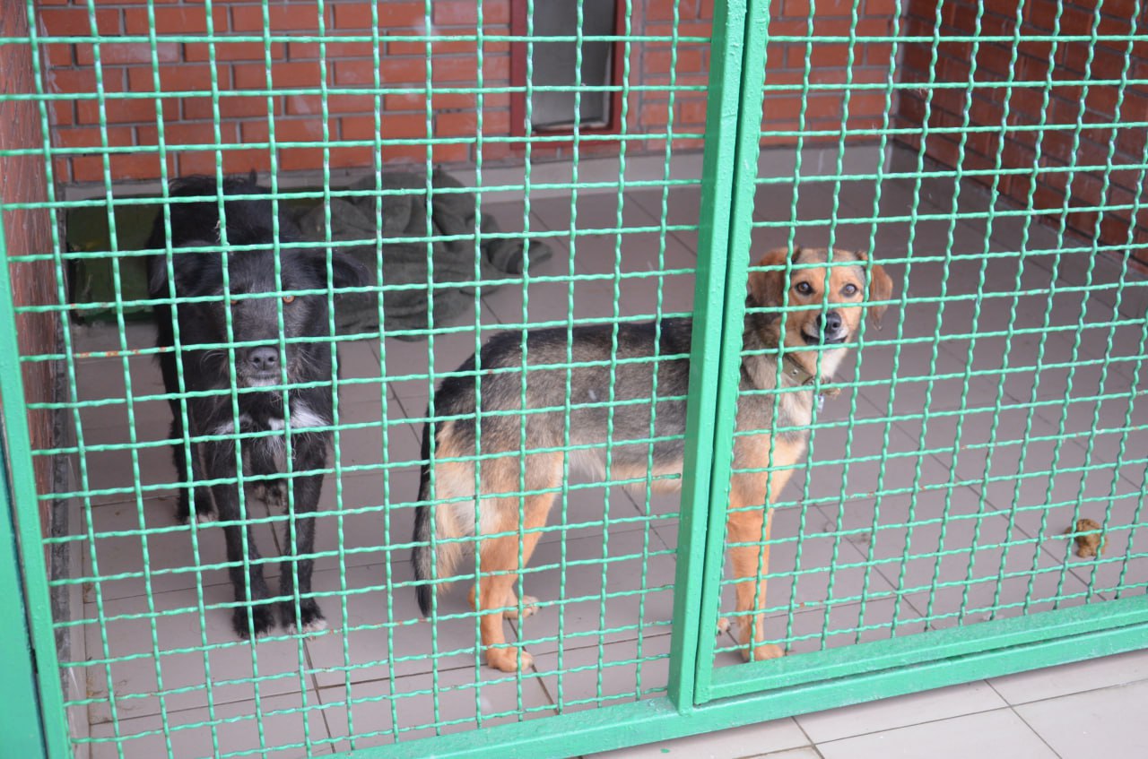 Харьковский приют для животных ищет хозяев для кошек и собак из Купянска.