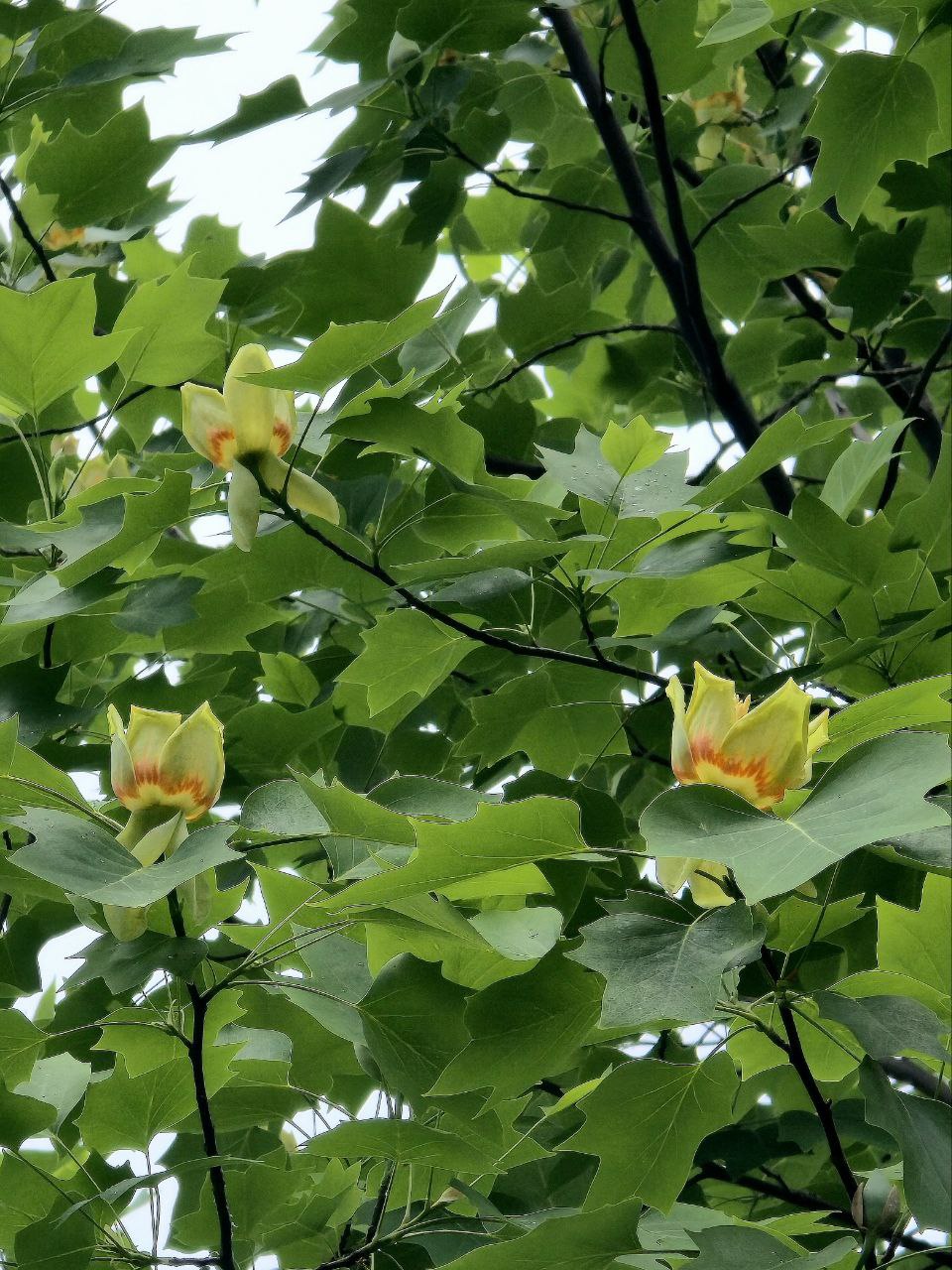 У Харкові зацвіло рідке тюльпанове дерево.
