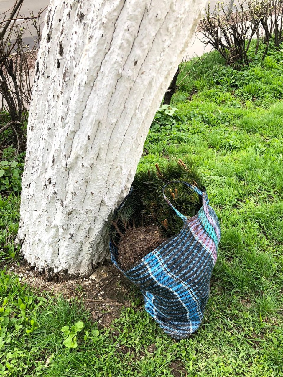 Тюльпани, віоли, сосни: у Харкові фіксують крадіжки декоративних рослин із міських клумб фото 1