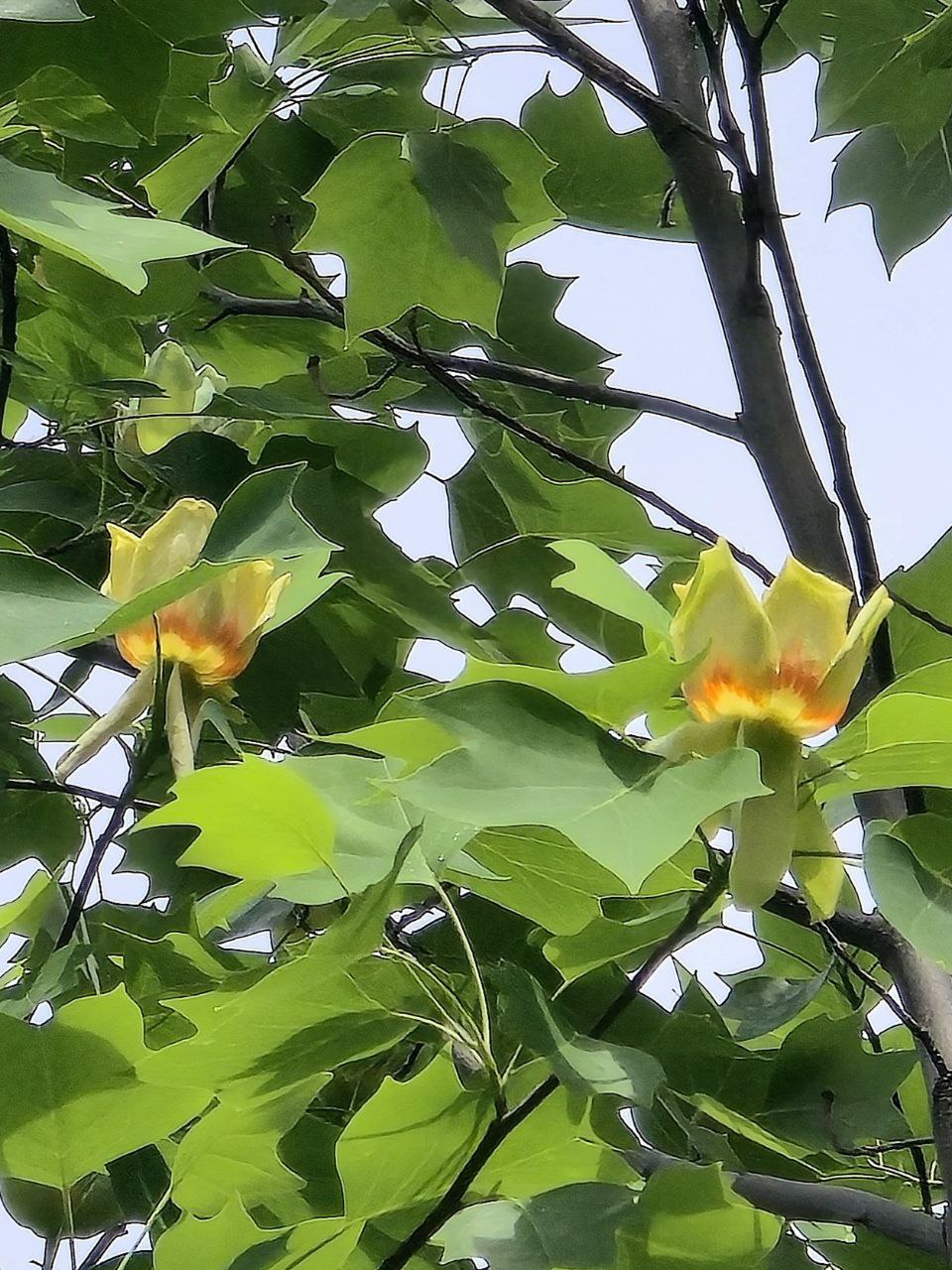 У Харкові зацвіло рідке тюльпанове дерево.