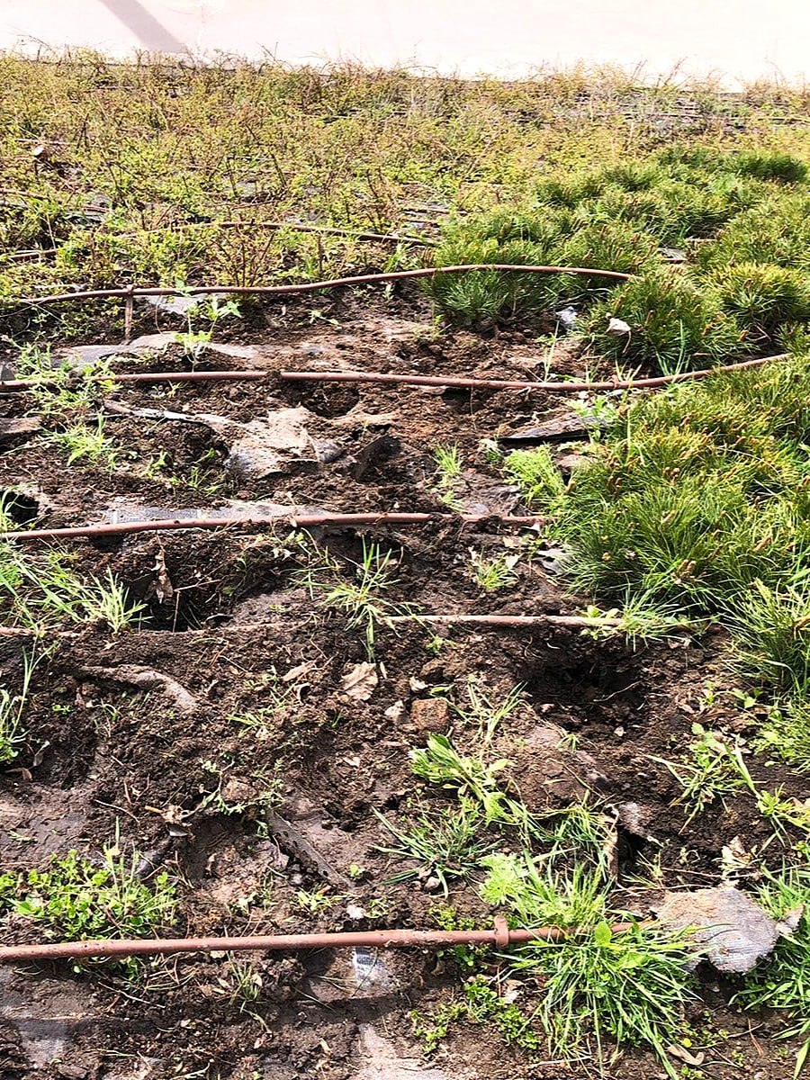 Тюльпани, віоли, сосни: у Харкові фіксують крадіжки декоративних рослин із міських клумб фото 2 1