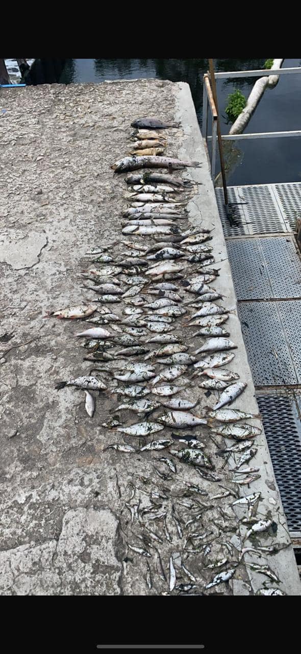 У Харкові на річці Уди мор риби.