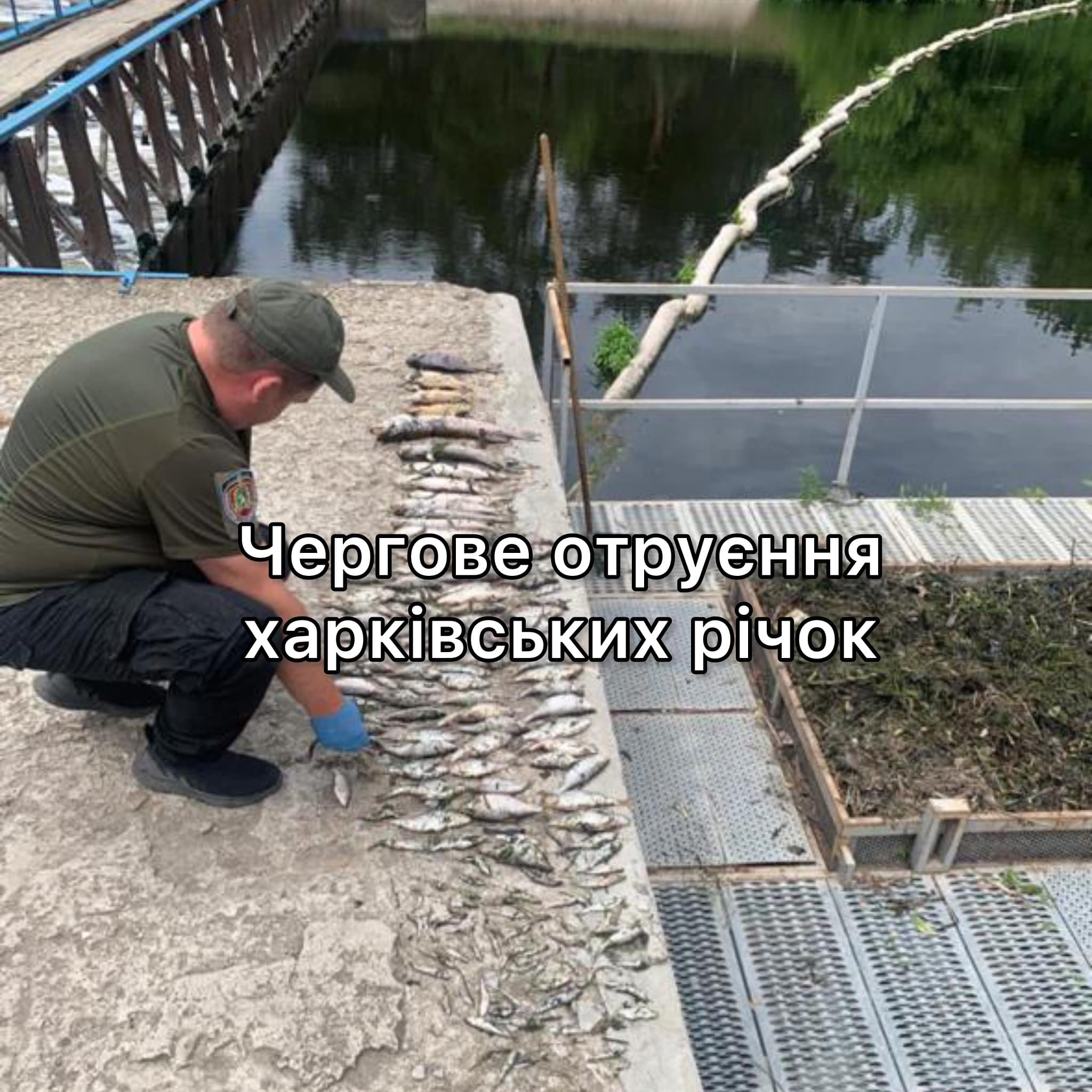 У Харкові на річці Уди мор риби.