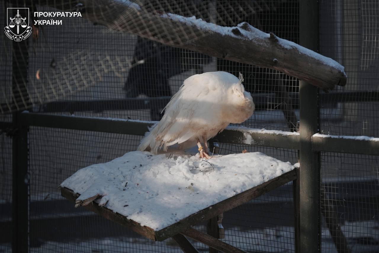 РФ обстріляла екопарк під Харковом: поранено волонтерку, загинули пернаті фото 1