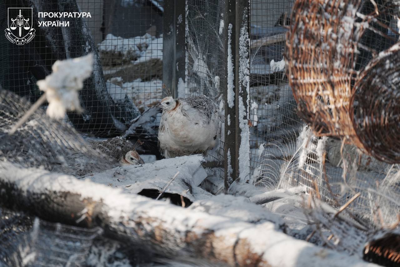 РФ обстреляла экопарк под Харьковом: ранена волонтерка, погибли пернатые фото 5 4