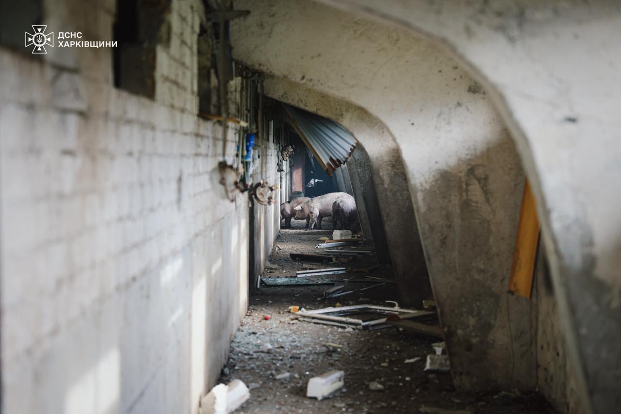 Понад 20 ударів: окупанти обстріляли ферму на Харківщині, загинуло 13 тисяч тварин фото 2 1