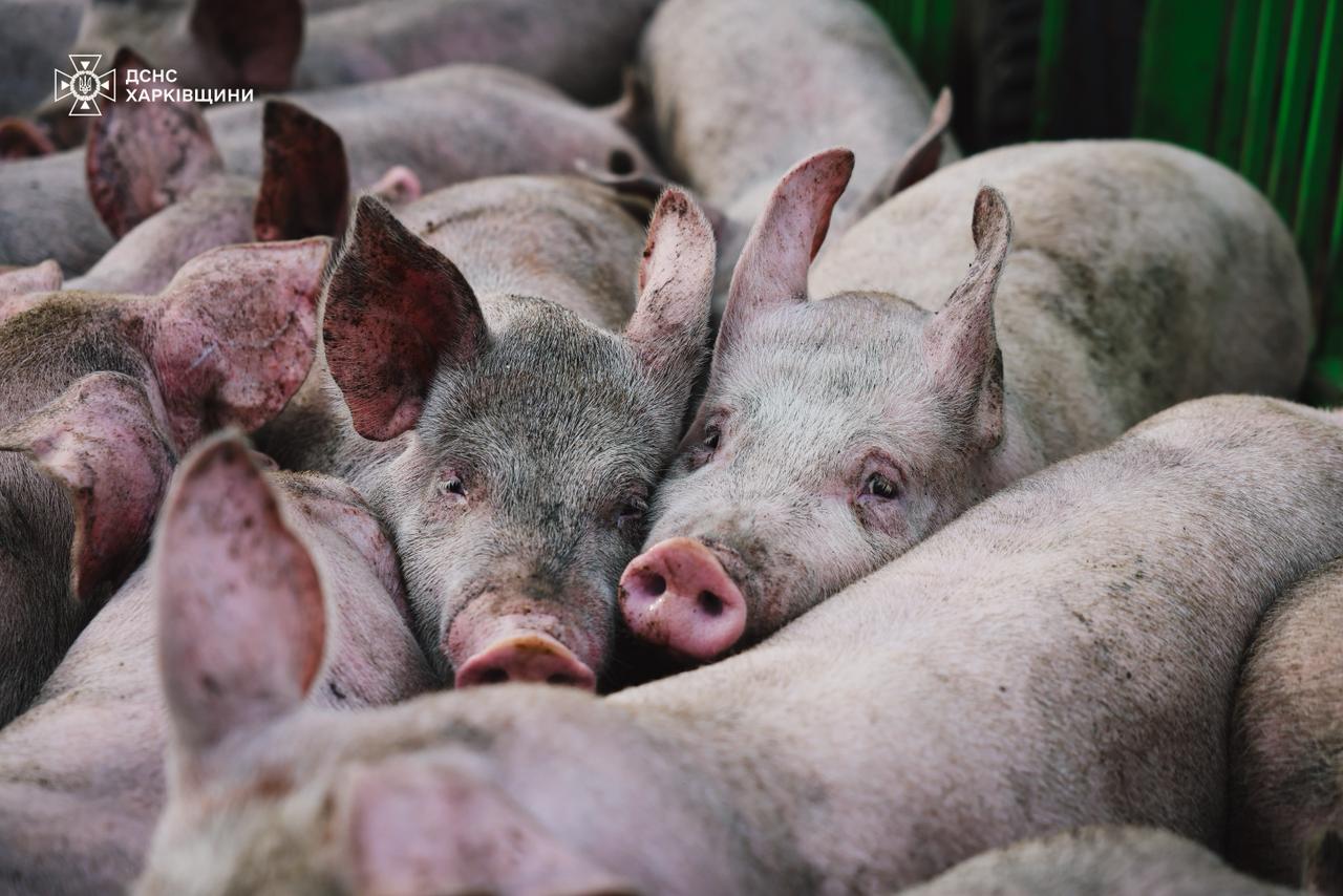 Понад 20 ударів: окупанти обстріляли ферму на Харківщині, загинуло 13 тисяч тварин фото 3 2