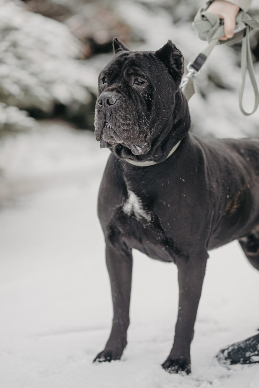 Возьми друга: в харьковском приюте для животных устроили фотоссесию для питомцев.