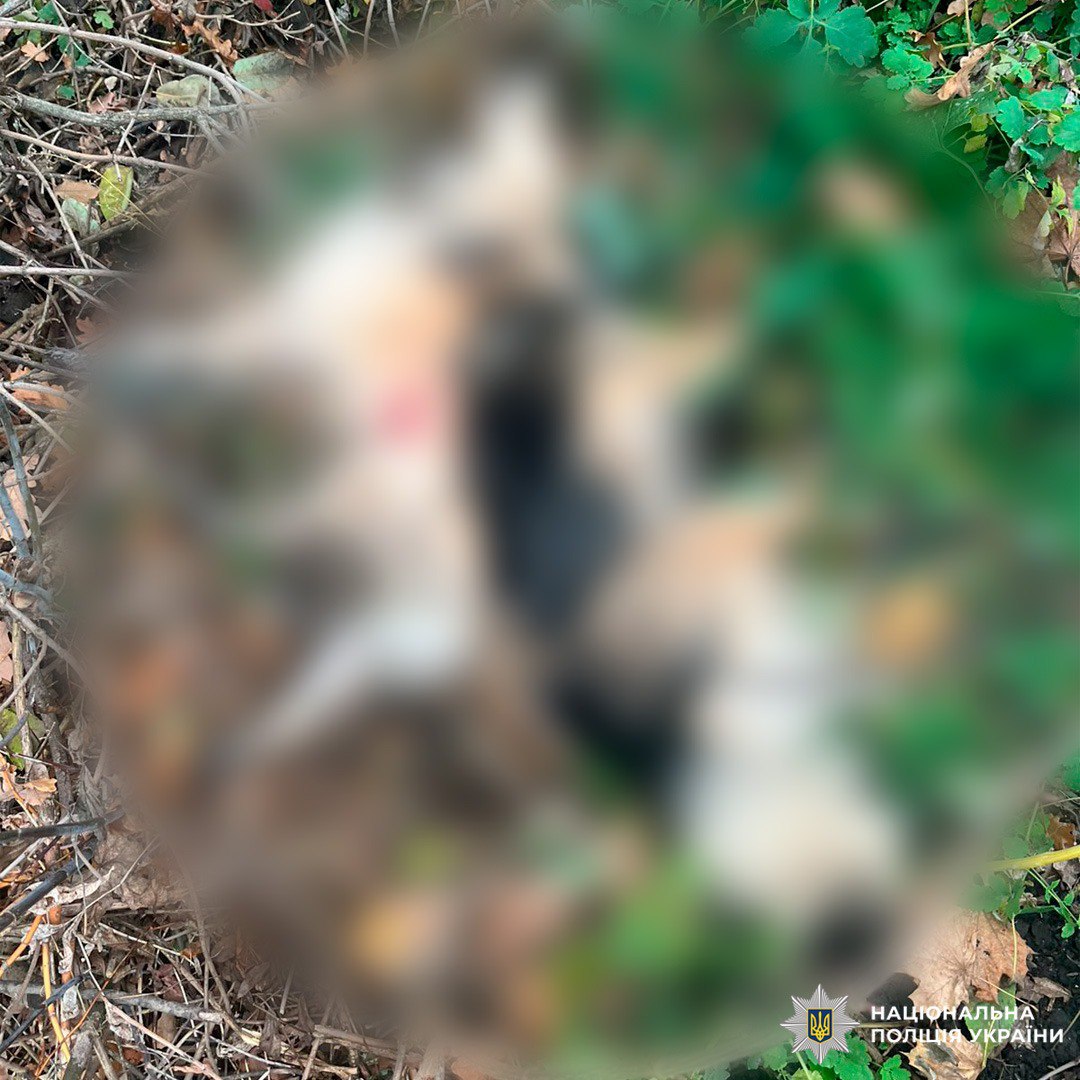 В Харьковской области мужчина из ружья застрелил собак.