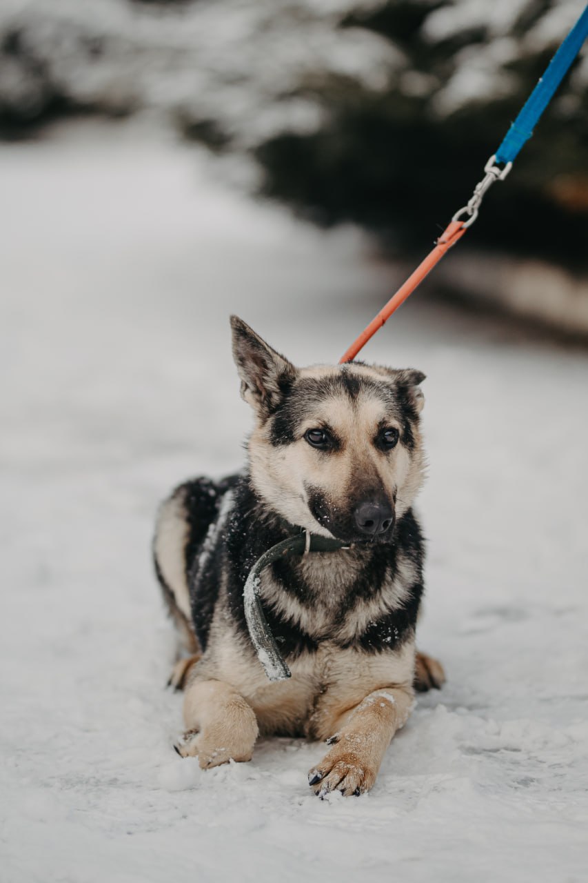 Возьми друга: в харьковском приюте для животных устроили фотоссесию для питомцев.