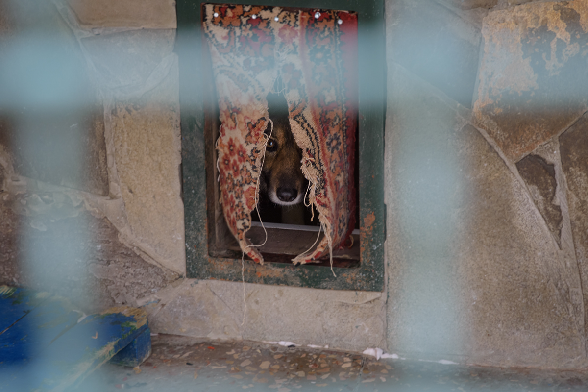 Военные передали в харьковский приют для животных целый микроавтобус теплых вещей.