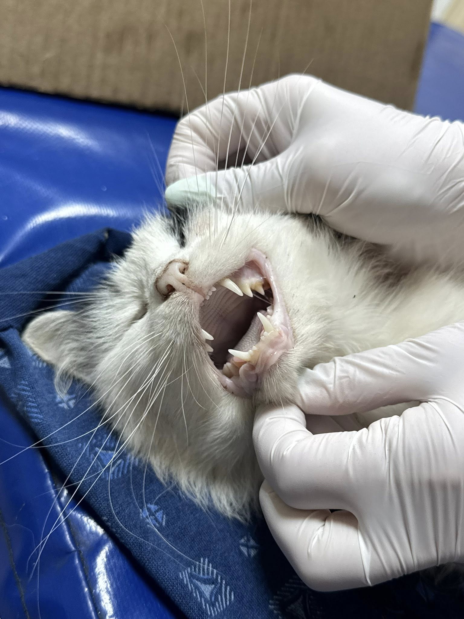 В Харькове участились случаи отравления котов.