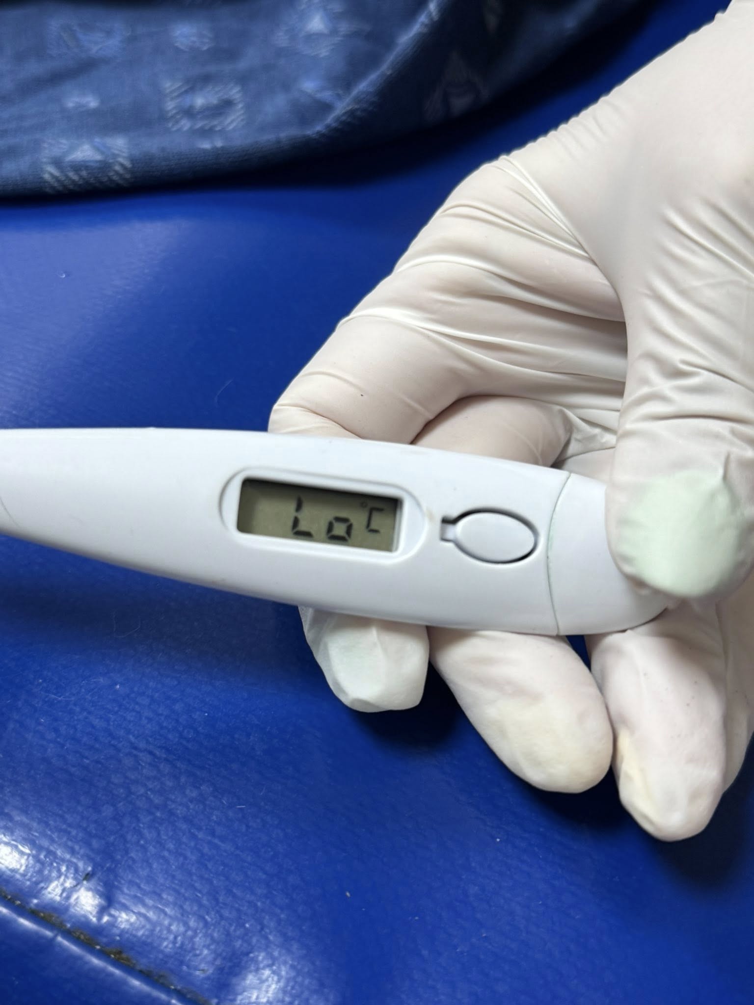 В Харькове участились случаи отравления котов.