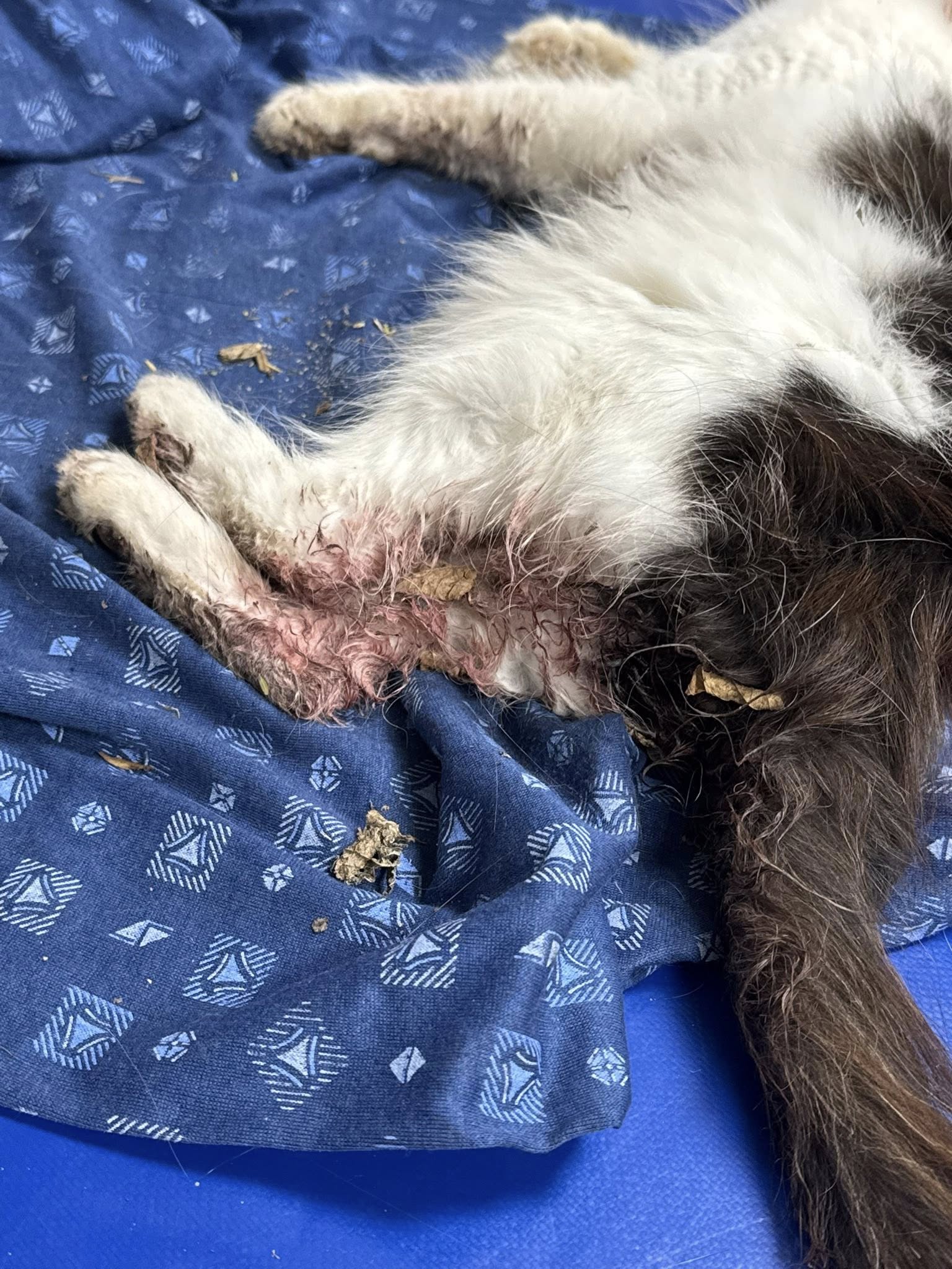 В Харькове участились случаи отравления котов.