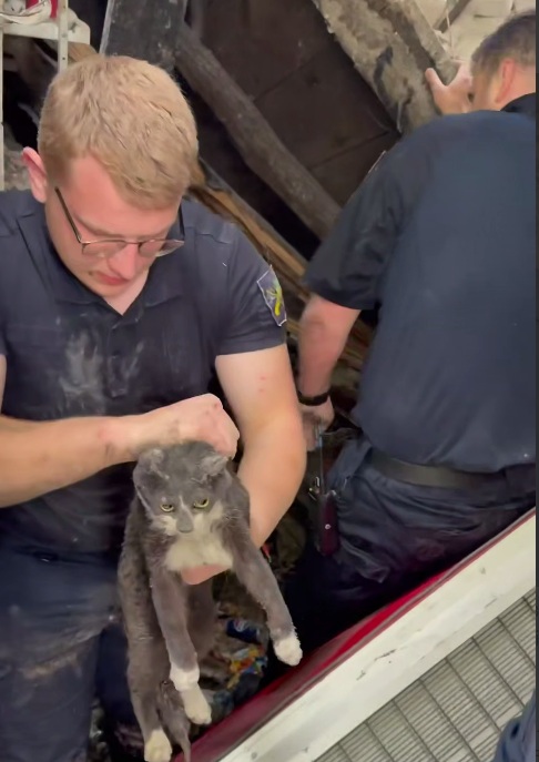 В Харькове спасатели достали котенка из-под завалов разрушенного обстрелами магазина.