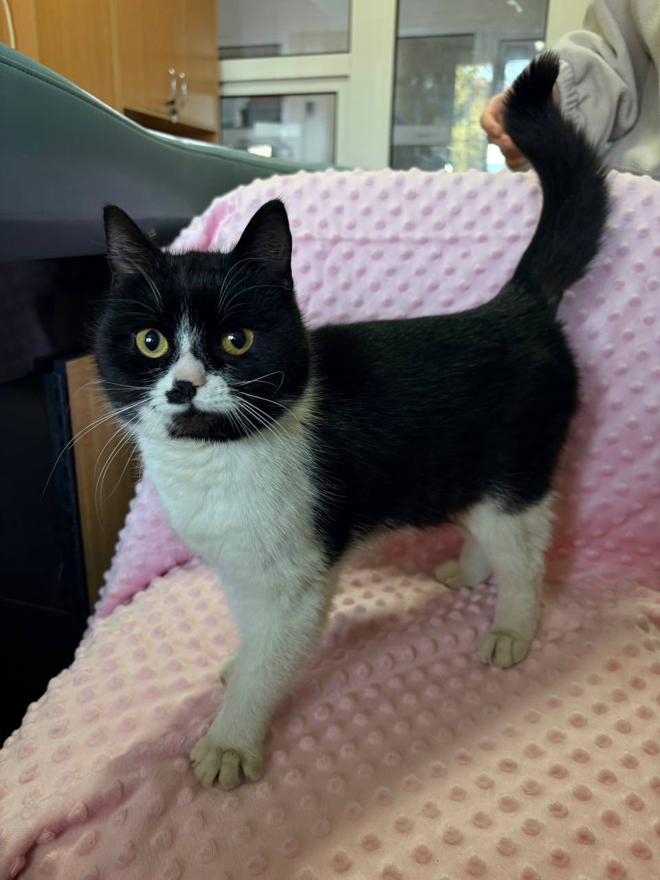 Два дні просиділа на дереві: у Харкові комунальники врятували кішку з висоти 12 метрів.