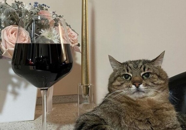 Харьковский кот-блогер Степан собирает деньги на помощь животным, пострадавшим от войны