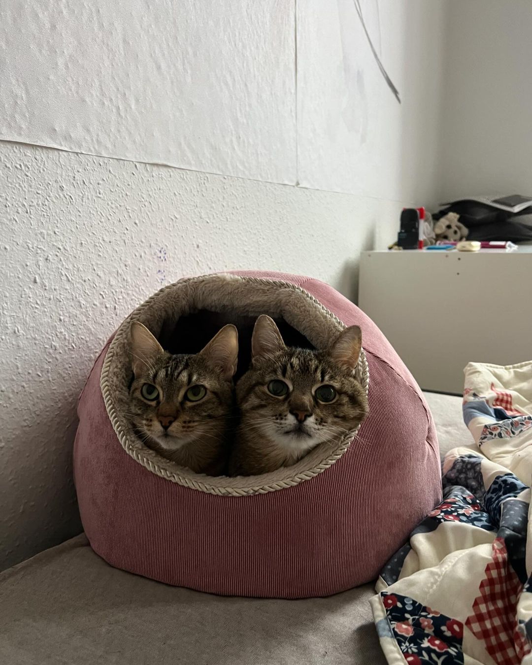 Кот-блогер Степан переехал в Германию.