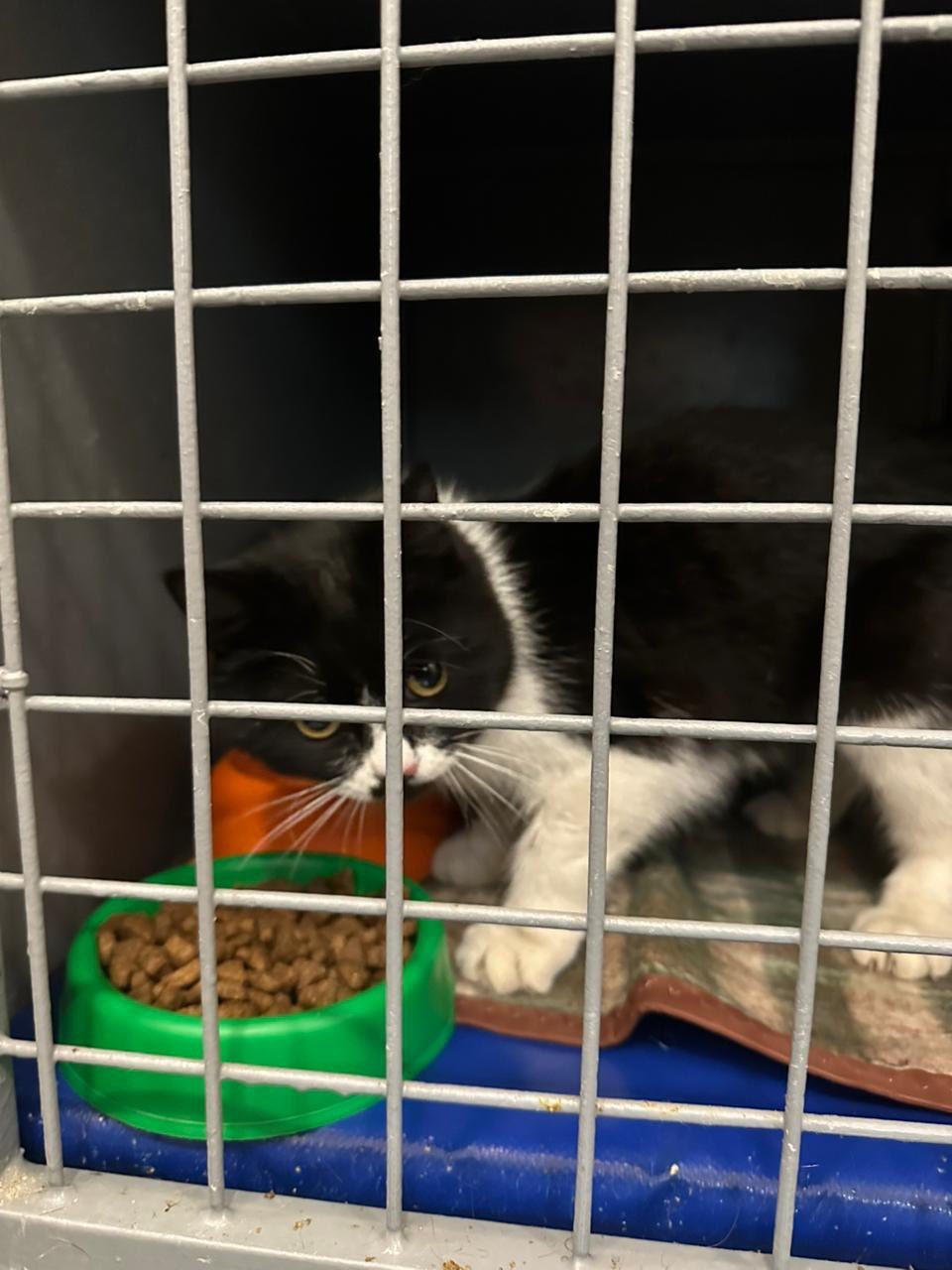 Два дні просиділа на дереві: у Харкові комунальники врятували кішку з висоти 12 метрів.