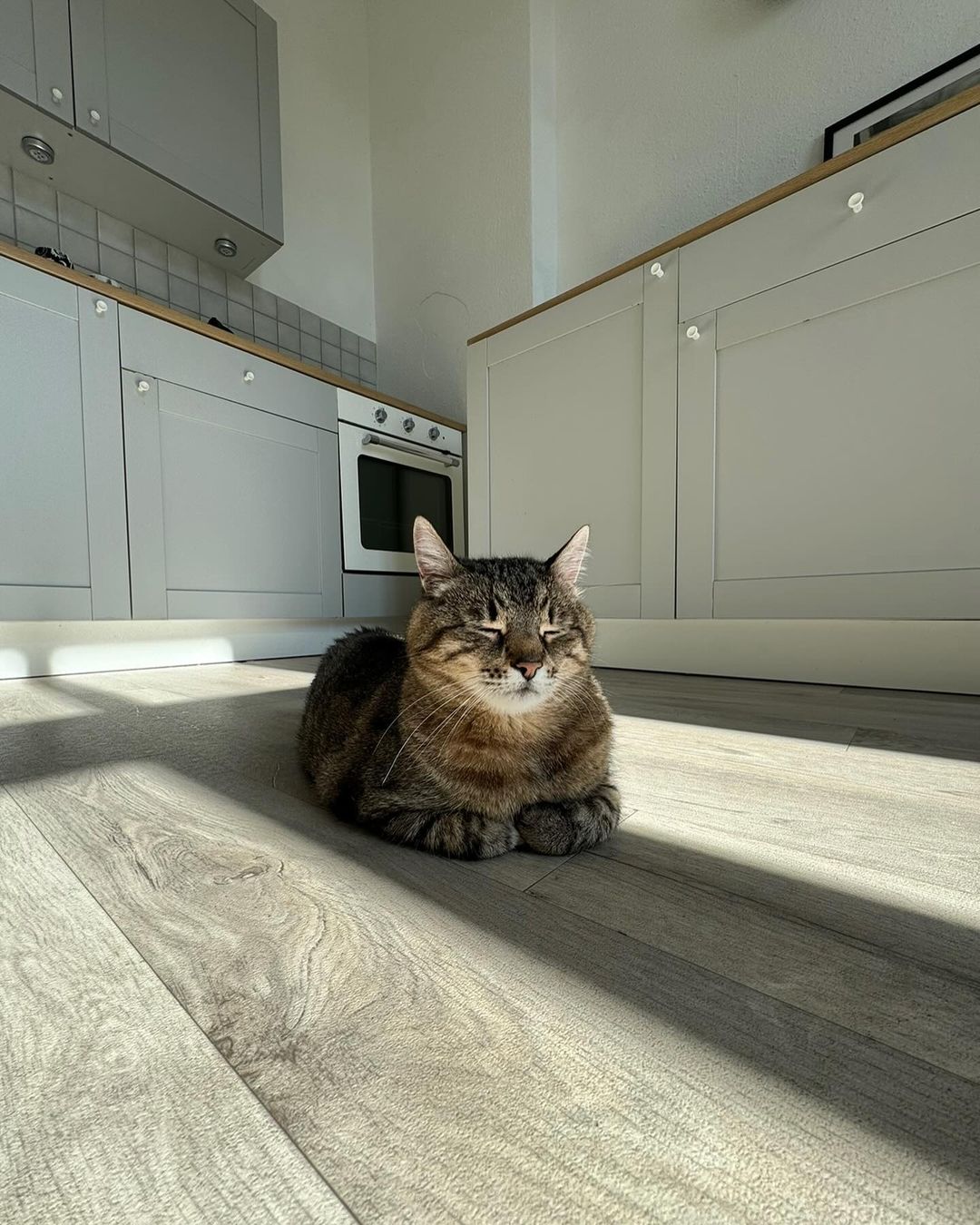 Кот-блогер Степан переїхав до Німеччини.