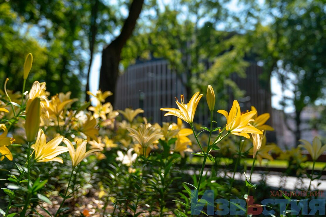 Подарунок харків'янам від мешканки Дніпра: у саду Шевченка розцвіли лілії (фото) фото 1