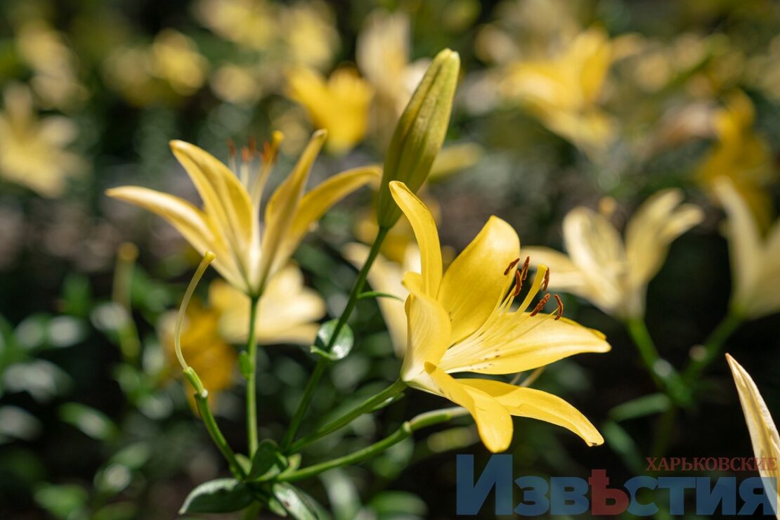 Подарунок харків'янам від мешканки Дніпра: у саду Шевченка розцвіли лілії (фото) фото 2 1