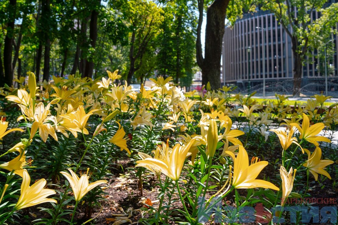 Подарунок харків'янам від мешканки Дніпра: у саду Шевченка розцвіли лілії (фото) фото 10 9