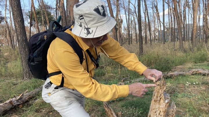 На Журавлівці загинув ліс: у чому причина.