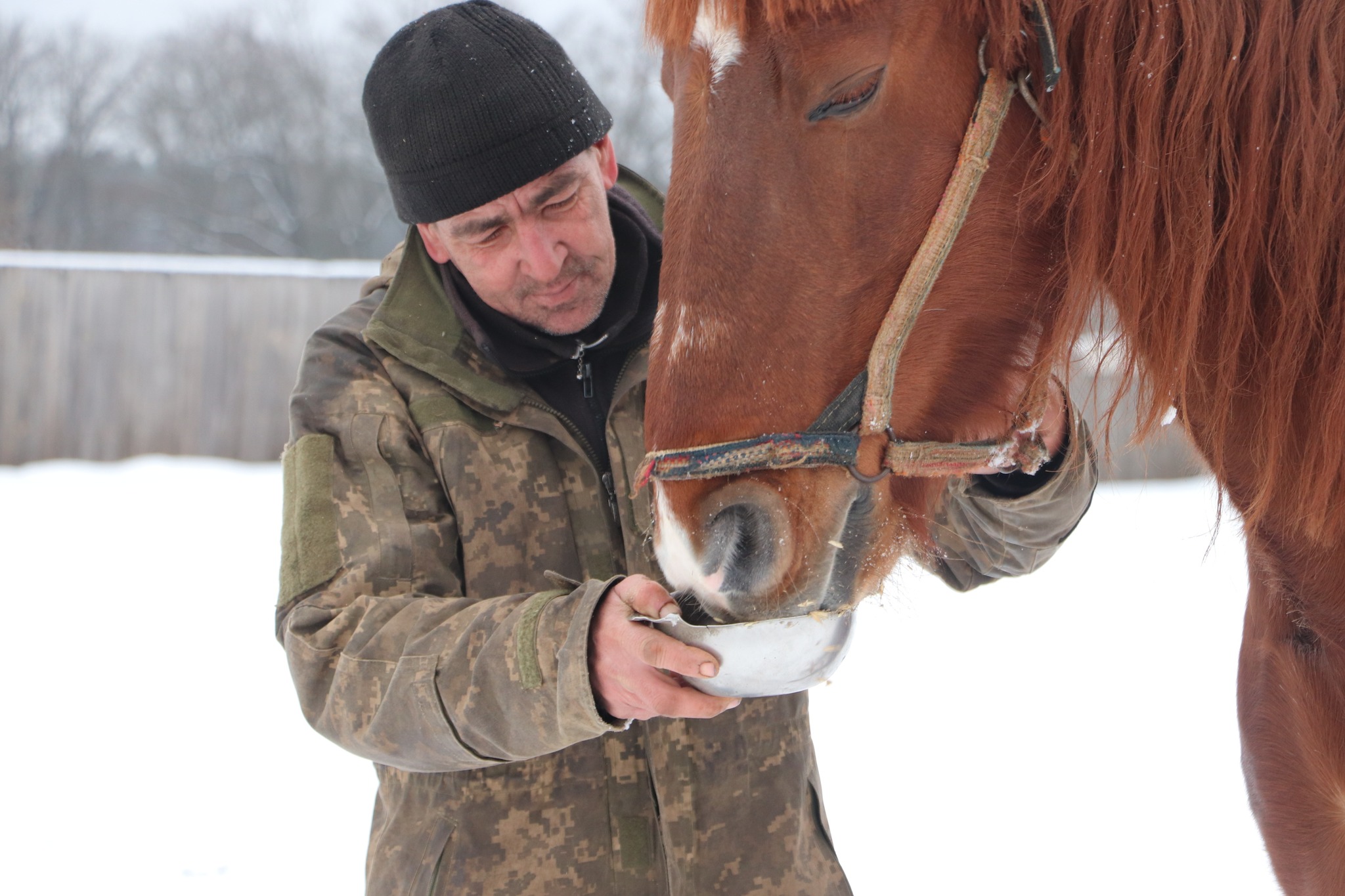 Під Харковом власник кінного клубу кинув коней та поїхав до РФ.