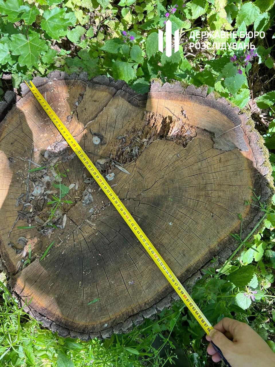 Обвиняют в вырубке леса на 1 миллион: лесничему в Харьковской области грозит пять лет тюрьмы.