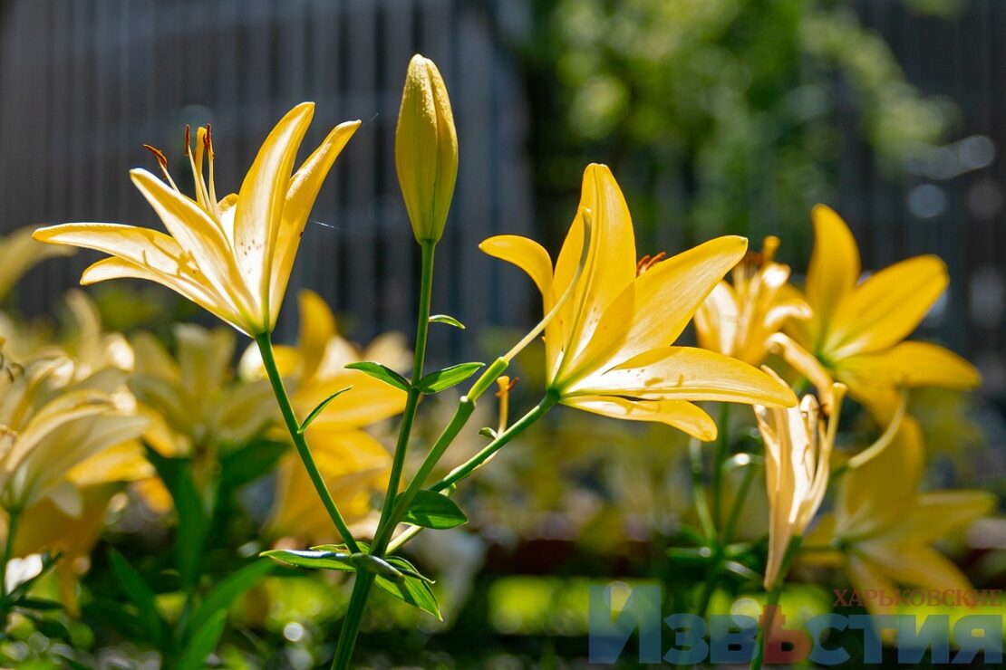 Подарунок харків'янам від мешканки Дніпра: у саду Шевченка розцвіли лілії (фото) фото 3 2