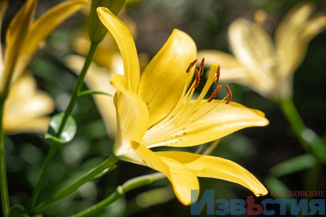 Подарунок харків'янам від мешканки Дніпра: у саду Шевченка розцвіли лілії (фото) фото 4 3