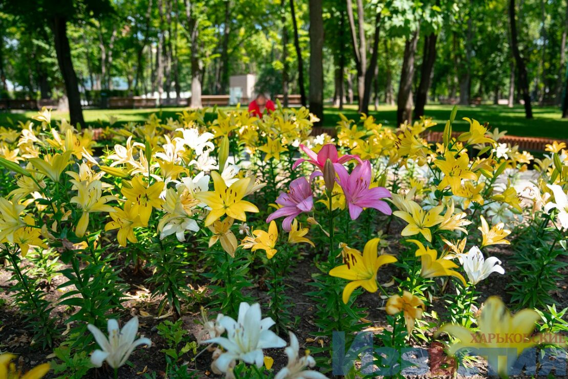 Подарунок харків'янам від мешканки Дніпра: у саду Шевченка розцвіли лілії (фото) фото 5 4