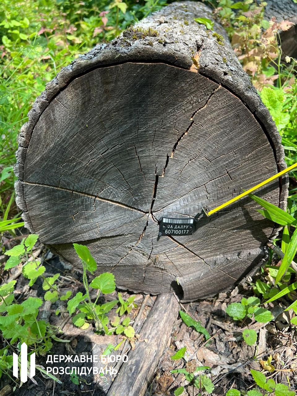 Обвиняют в вырубке леса на 1 миллион: лесничему в Харьковской области грозит пять лет тюрьмы.