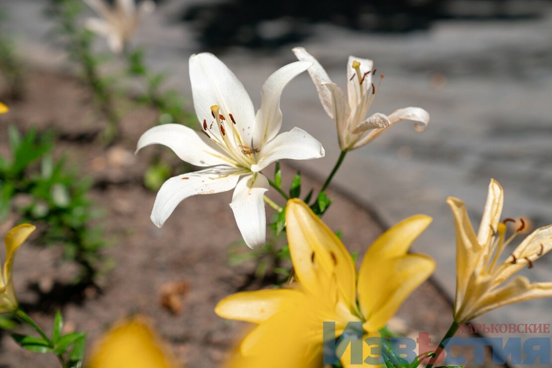 Подарунок харків'янам від мешканки Дніпра: у саду Шевченка розцвіли лілії (фото) фото 6 5