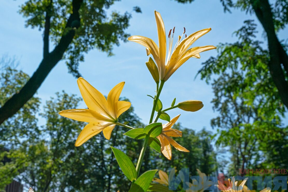 Подарунок харків'янам від мешканки Дніпра: у саду Шевченка розцвіли лілії (фото) фото 7 6