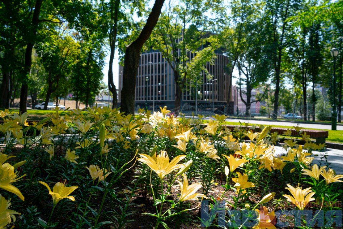 Подарунок харків'янам від мешканки Дніпра: у саду Шевченка розцвіли лілії (фото) фото 8 7