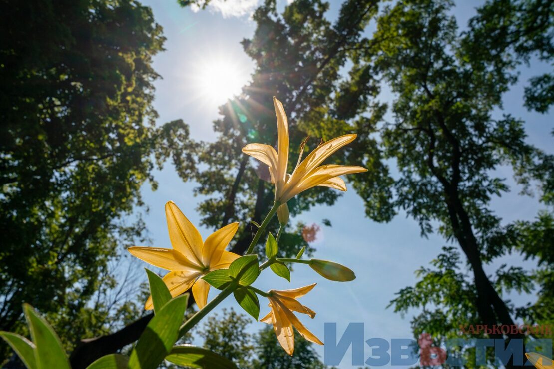 Подарунок харків'янам від мешканки Дніпра: у саду Шевченка розцвіли лілії (фото) фото 9 8