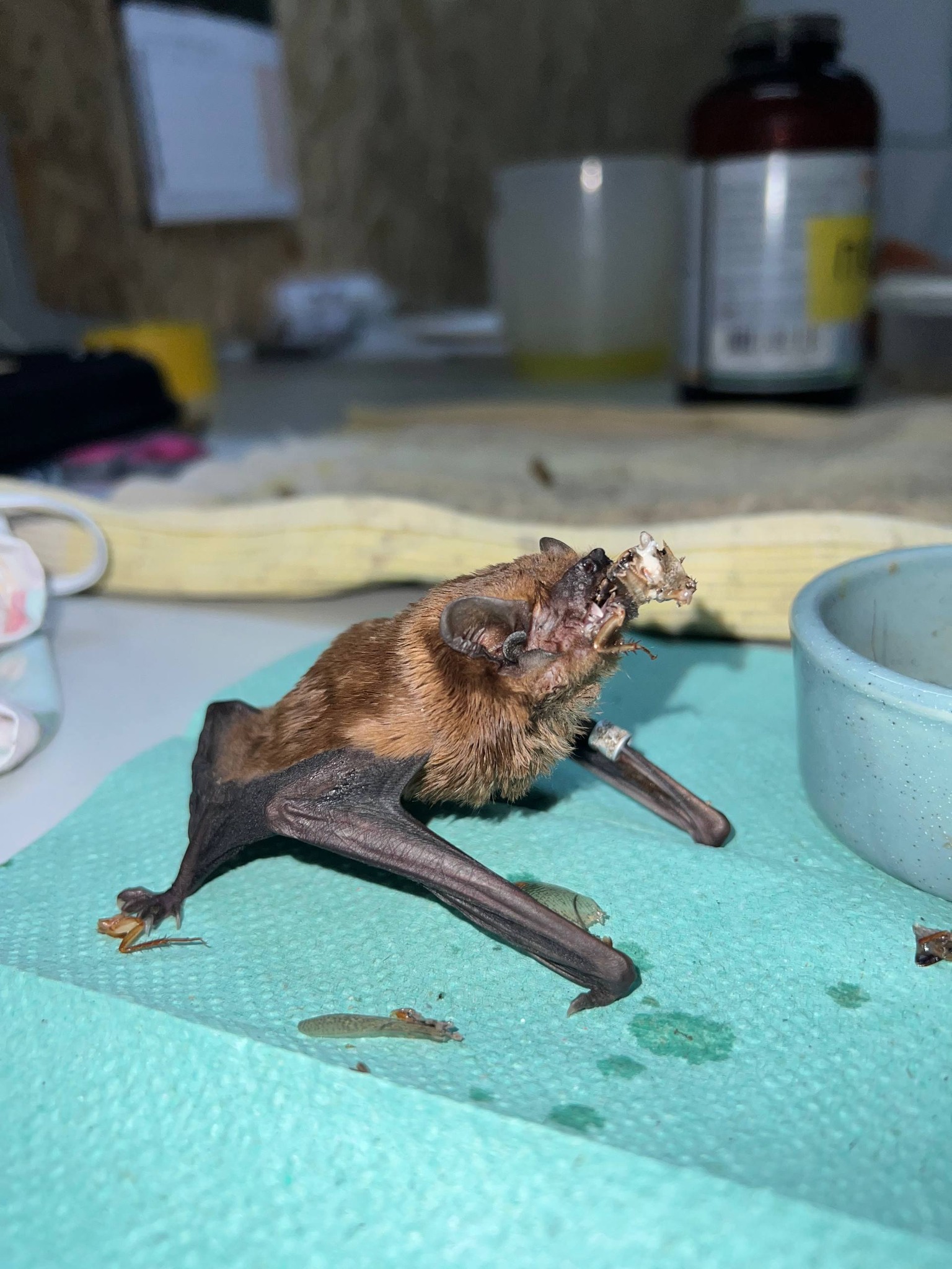 900 особей: в Харькове в обшивке балкона квартиры обнаружили колонию летучих мышей.