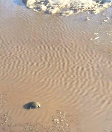 В Харьковской области оккупанты маскируют дистанционно сброшенные мины под мусор.