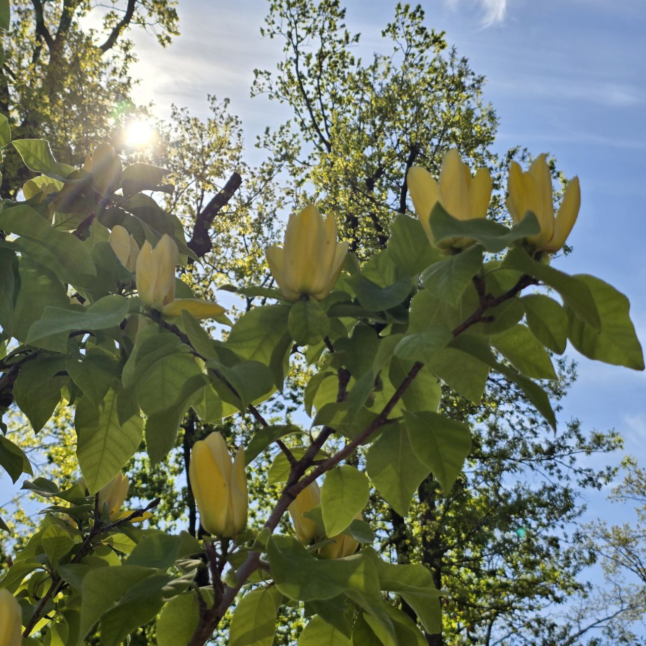 У Центральному парку Харкова розквітла магнолія.