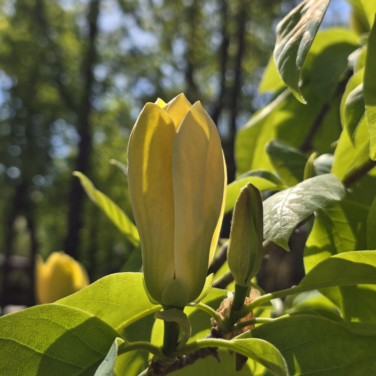 У Центральному парку Харкова розквітла магнолія.