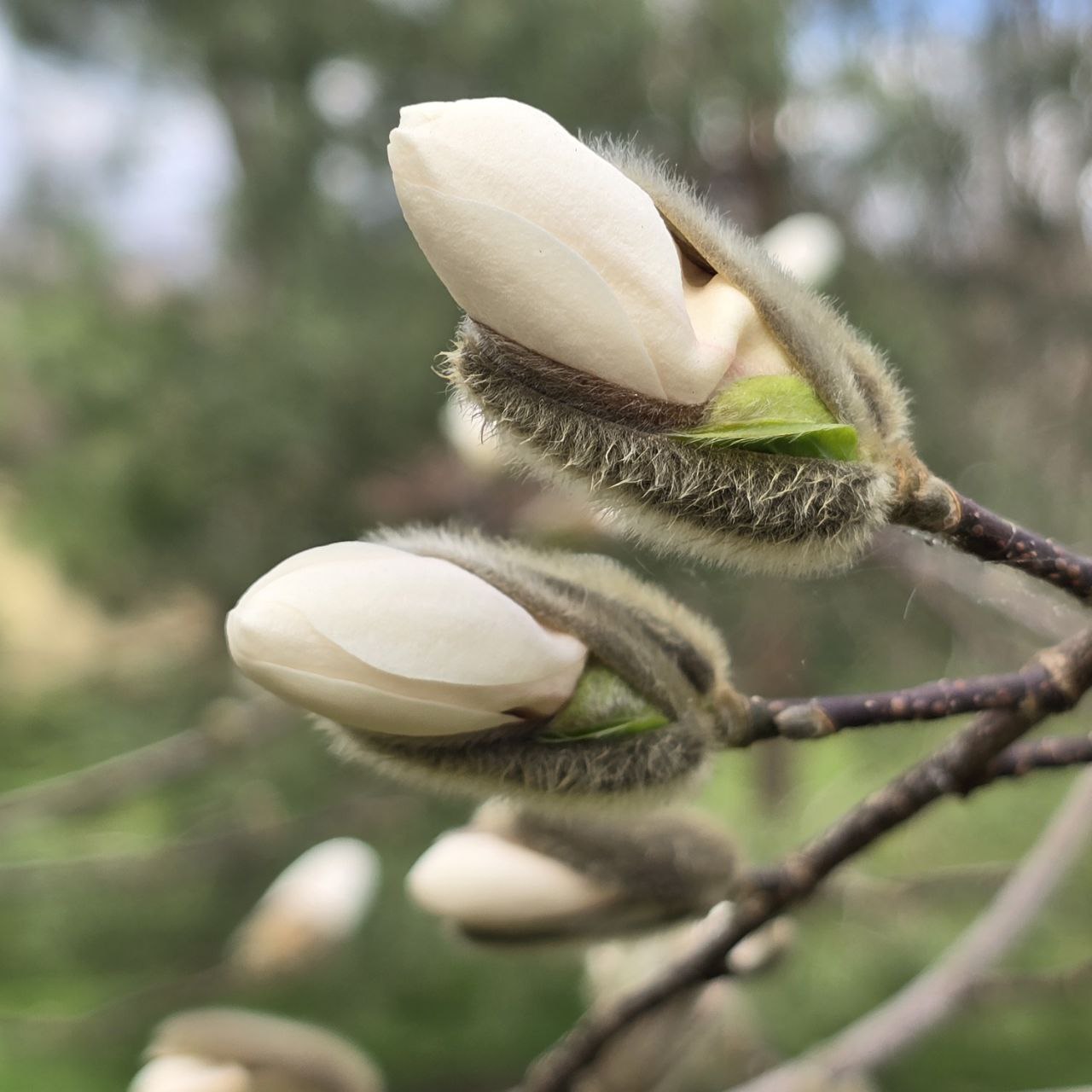 У Центральному парку Харкова почали цвісти магнолії.