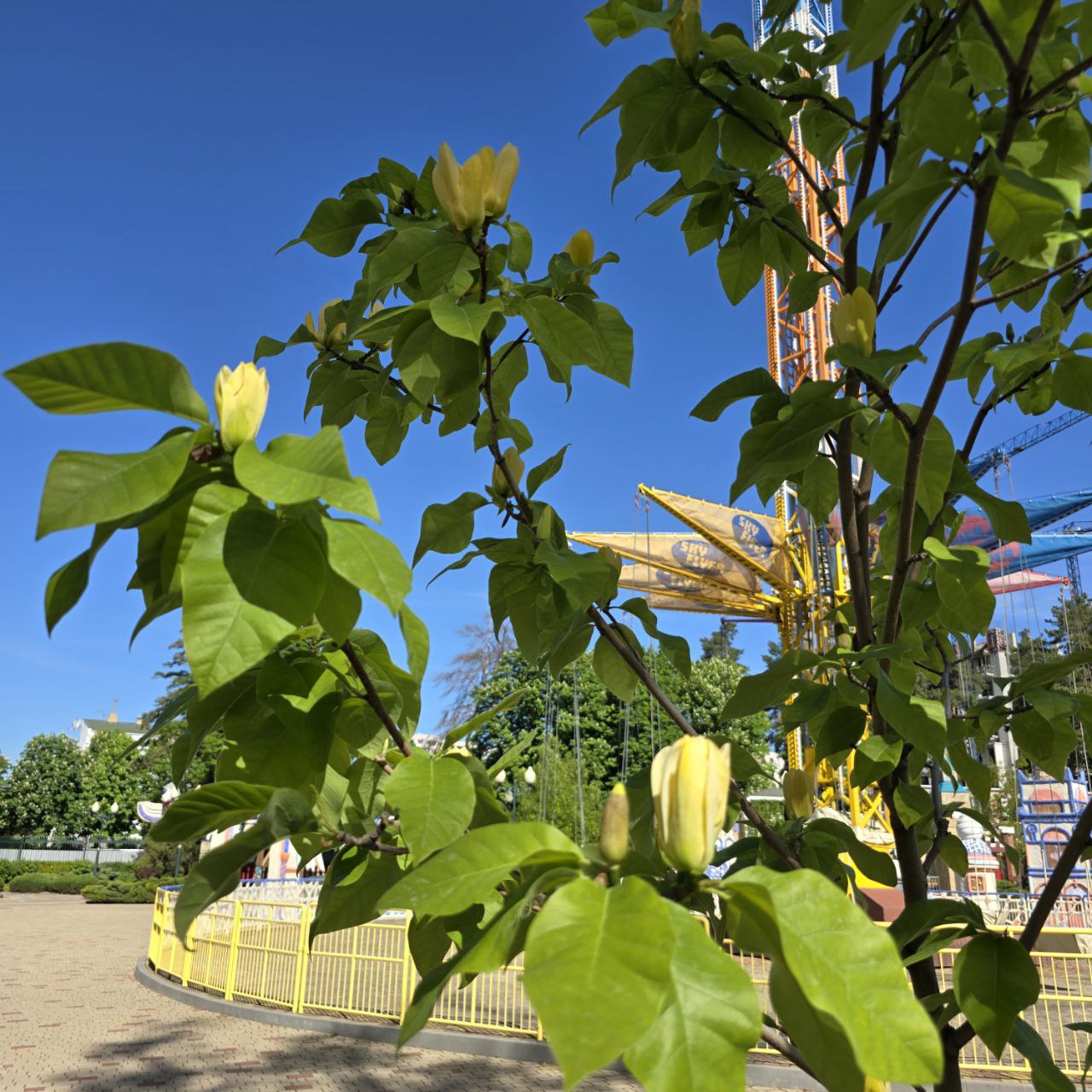 У Центральному парку Харкова розквітла магнолія.