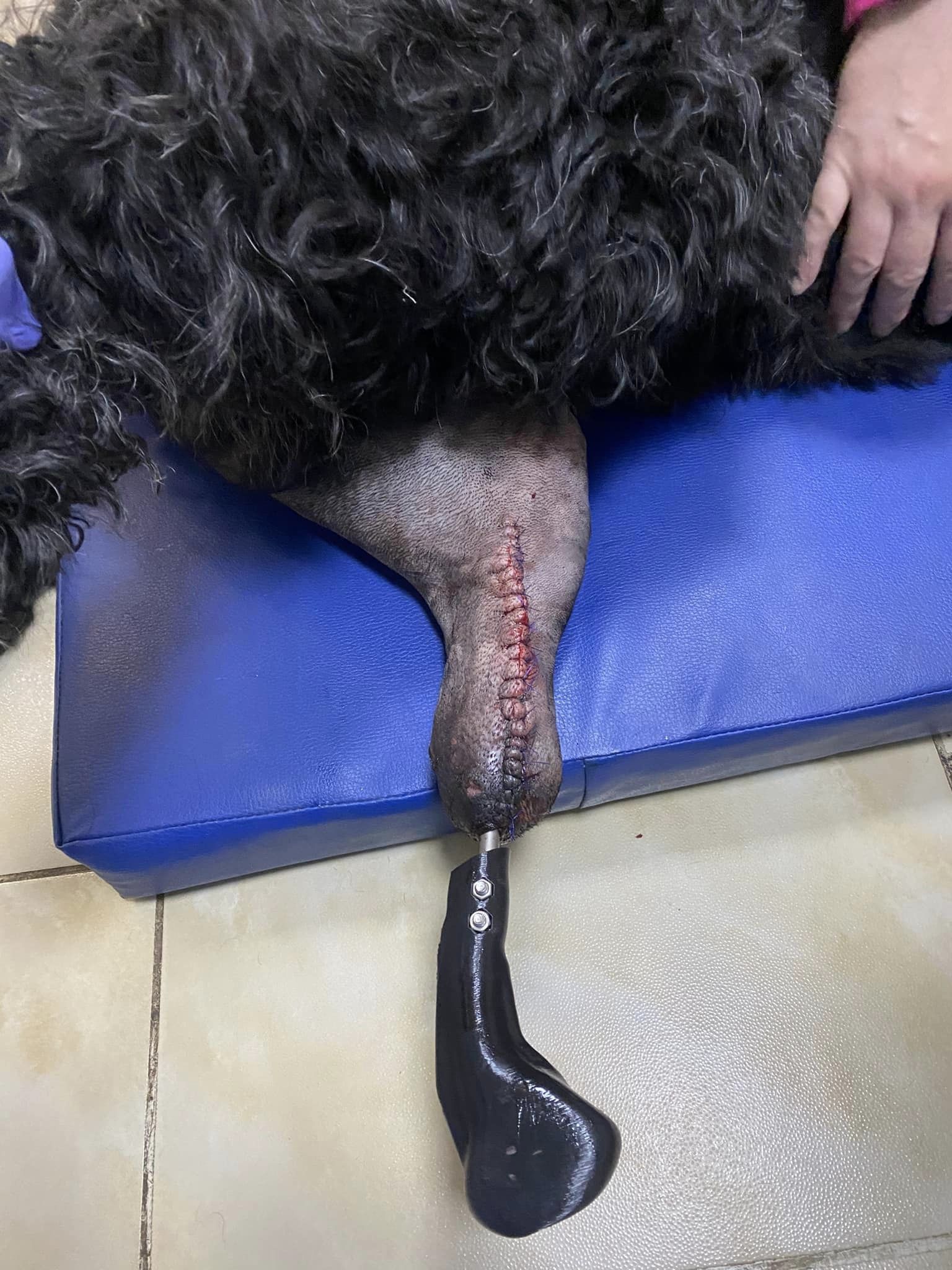 У Харкові пораненому собаці вперше встановили біоінтегрований протез.