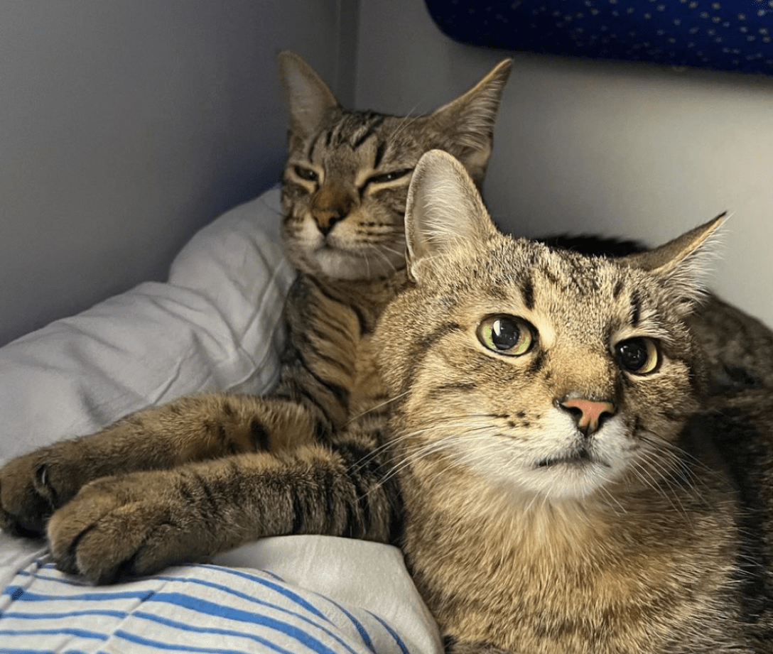 Відомий кіт-блогер Степан повернувся до Харкова - фото: instagram.com/loveyoustepan