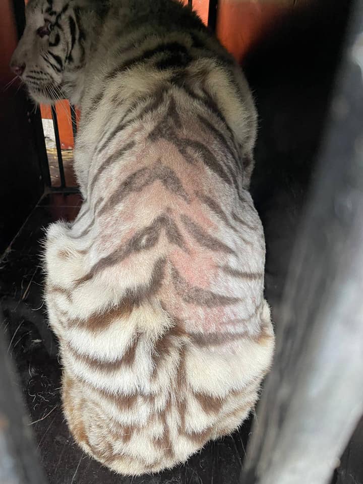 Белого тигра эвакуировали из Харьковщины: он нуждается в помощи - фото: Центр спасения диких животных